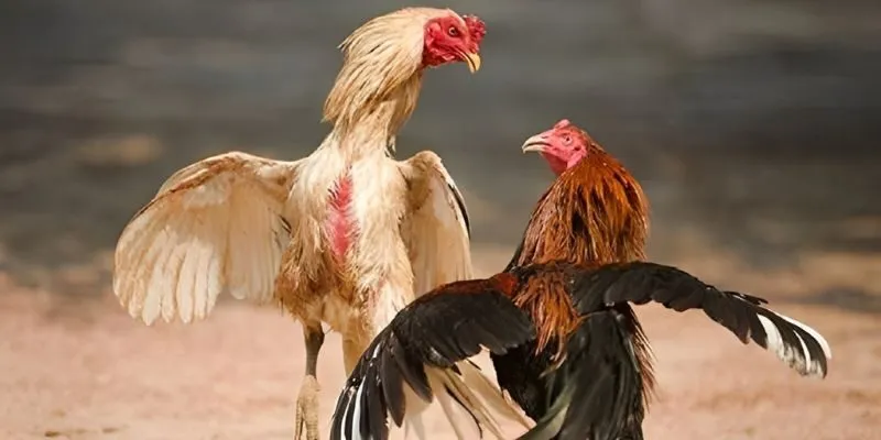 6686